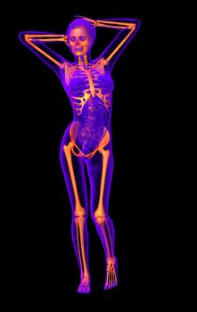 3d render medical illustration of the human skeleton - front view