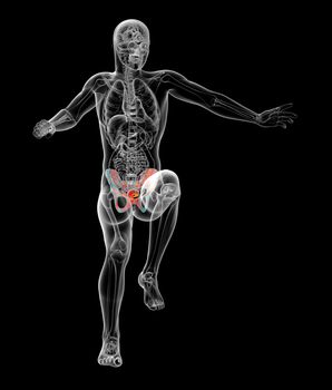 3d render medical illustration of the pelvis bone - front view