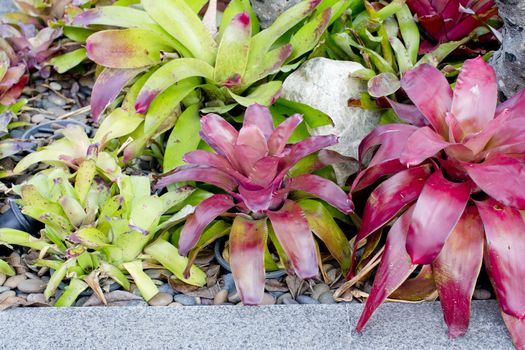 Neoregelia Bromeliad plant in garden.