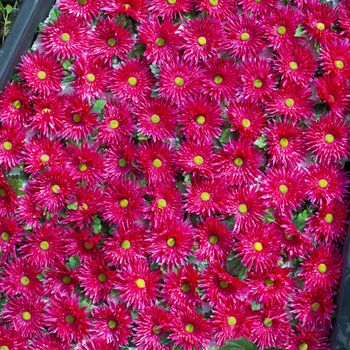 Plenty red natural flowers seamless background