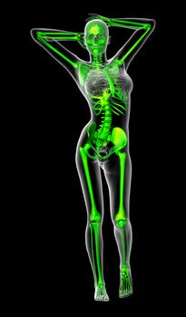 3d render medical illustration of the skeleton - front view