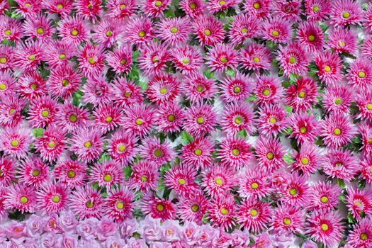 Plenty pink natural flowers seamless background