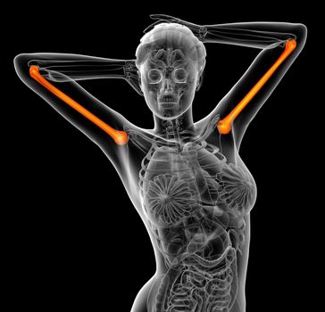 3d render medical illustration of the humerus bone - front view