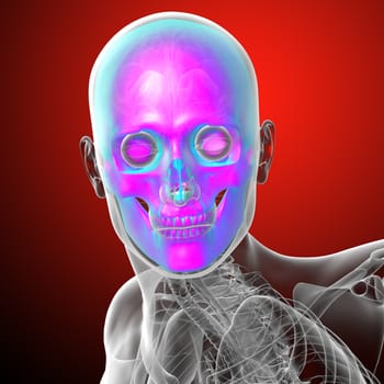 3d render medical illustration of the human skull - front view