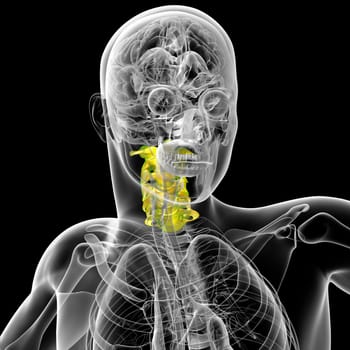 3d render medical illustration of the cervical spine - front view