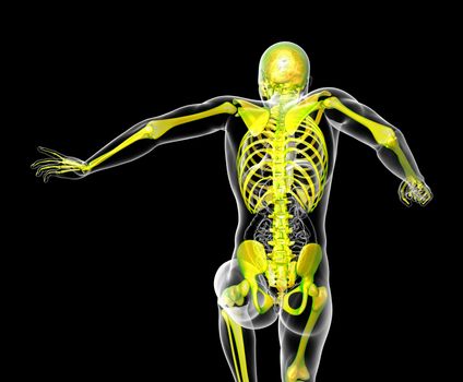 3d render medical illustration of the human skeleton - back view