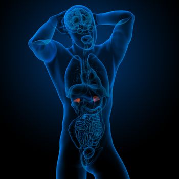 3d render illustration of the human adrenal - front view