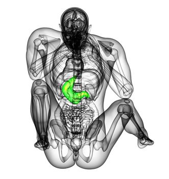 3d render medical illustration of the stomach - back view
