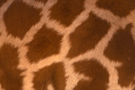 Real life Giraffe pattern with real wool