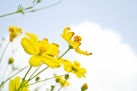 Yellow flowers on blue sky 