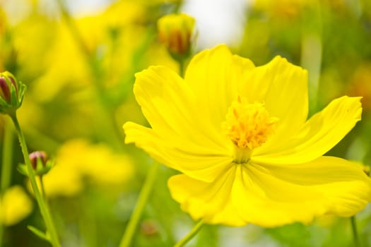 Yellow flowers on blue sky 