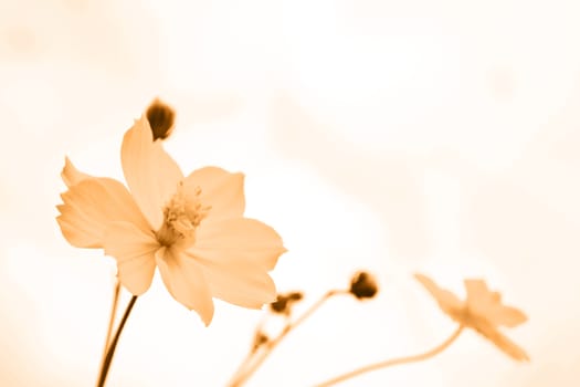 Yellow flowers on blue sky 