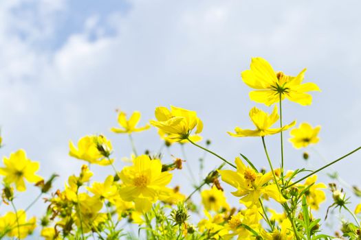 Yellow flowers on blue sky 