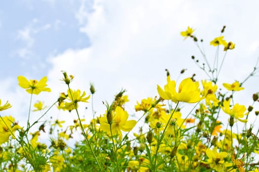 Yellow flowers on blue sky 