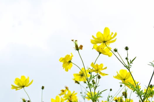 Yellow flowers on blue sky 