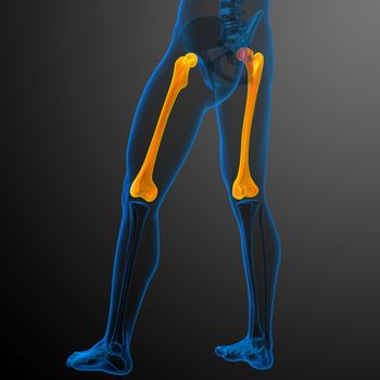 3d render medical illustration of the femur bone - side view