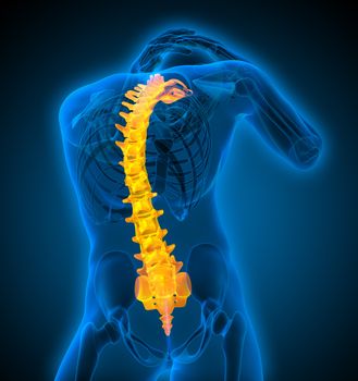 3d render medical illustration of the human spine - bottom view