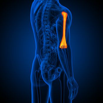 3d render medical illustration of the humerus bone - back view