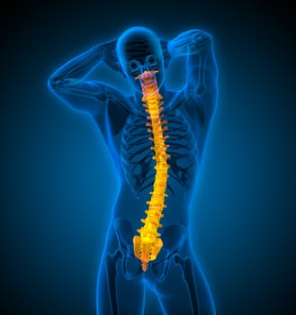 3d render medical illustration of the human spine - front view