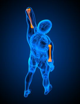 3d render medical illustration of the humerus bone - top view
