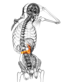 3d render medical illustration of the gallblader and pancrease - back view