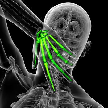 3d render medical illustration of the hand bone - back view