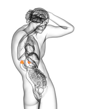 3d render medical illustration of the human adrenal glands - side view