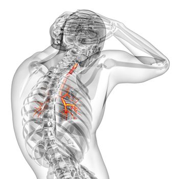 3d render medical illustration of the brounchi - back view