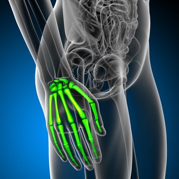 3d render medical illustration of the hand bone - side view