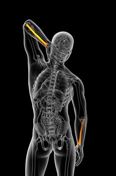 3d render medical illustration of the radius bone - back view