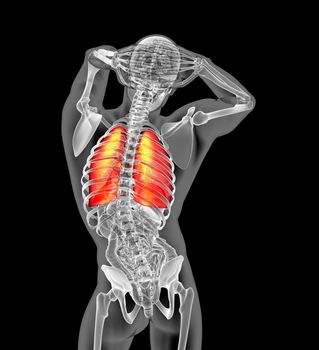 3d render illustration of the human lung - back view