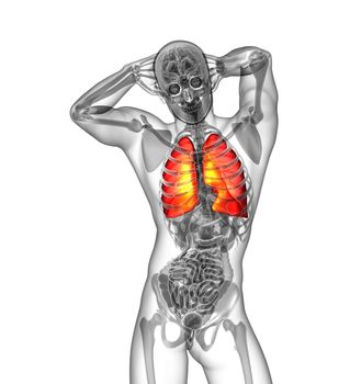 3d render illustration of the human lung - front view