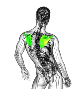 3d render medical illustration of the scapula bone - side view