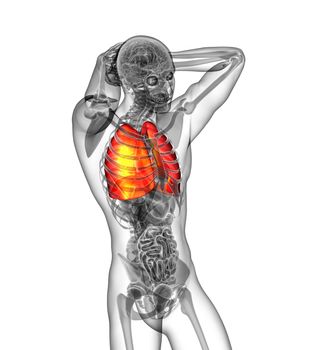 3d render illustration of the human lung - side view