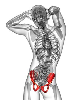 3d render medical illustration of the pelvis bone - front view