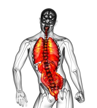 3d render medical illustration of the human digestive system and respiratory system - back view