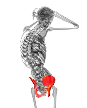 3d render medical illustration of the pelvis bone - side view