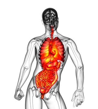 3d render medical illustration of the human digestive system and respiratory system - front view