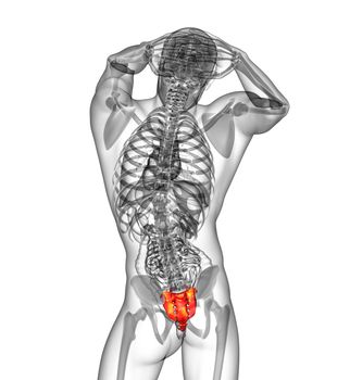 3d render medical illustration of the sacrum bone - back view