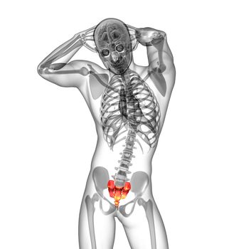 3d render medical illustration of the sacrum bone - front view