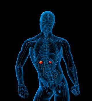 3d render medical illustration of the adrenal - back view