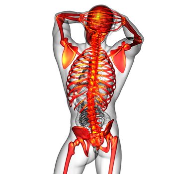 3d render medical illustration of the human skeletonl - back view