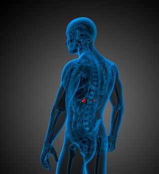 3d render medical illustration of the adrenal - side view