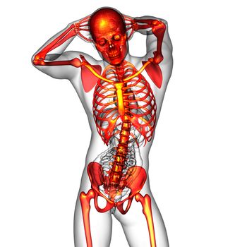 3d render medical illustration of the human skeletonl - front view