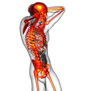 3d render medical illustration of the human skeletonl - side view
