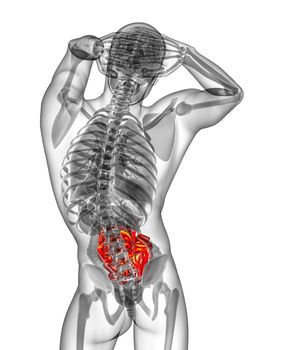 3d render medical illustration of the small intestine - back view