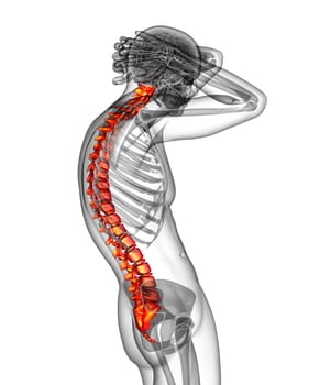 3d render medical illustration of the human spine - side view