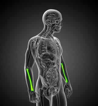 3d render medical illustration of the radius bone - side view
