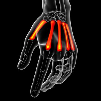 3d render medical illustration of the metacarpal bone - top view