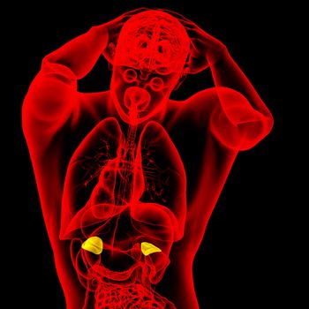 3d render medical illustration of the adrenal - back view